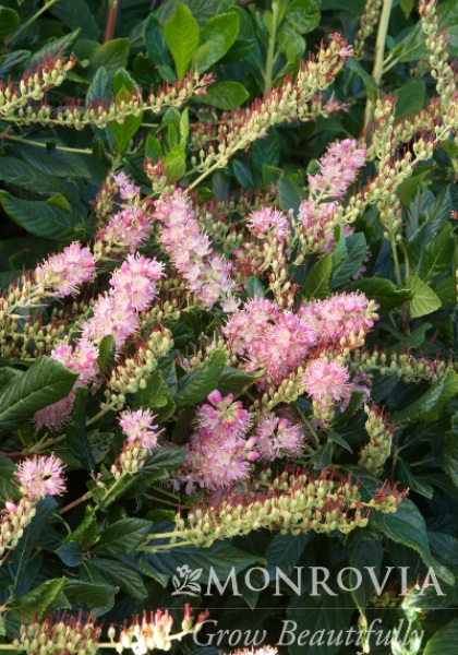 CLETHRA ALN RUBY SPICE #5