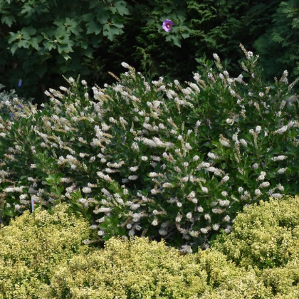 CLETHRA ALN VANILLA SPICE #2 PW