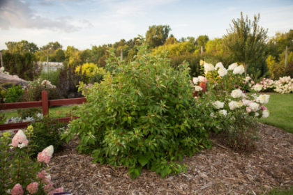 CORNUS ALBA MINBAT #5