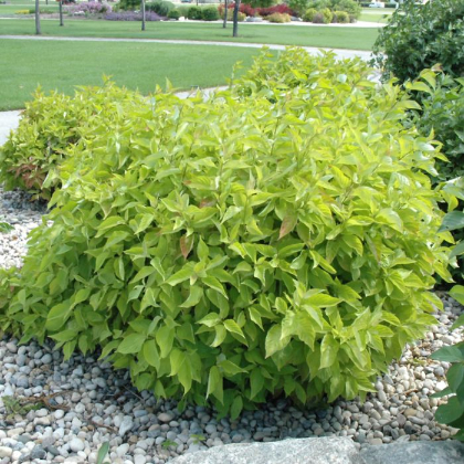 CORNUS A PRAIRIE FIRE DOGWOOD #5