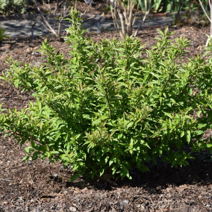 CORNUS RED GNOME DOGWOOD #5