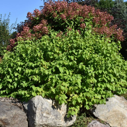CORNUS ALB BUD'S YELLOW #5
