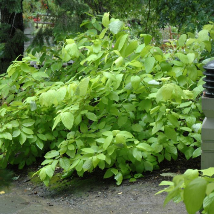 CORNUS HES GARDEN GLOW #2