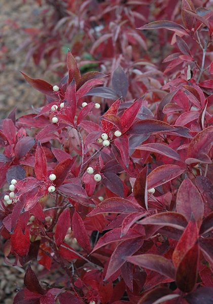 CORNUS RAC MUSKINGUM #2