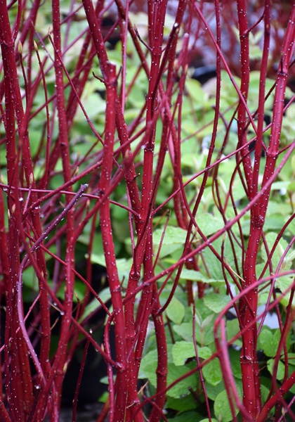 CORNUS REDTWIG DOGWOOD #10