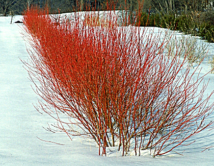 CORNUS CARDINAL DOGWOOD #2