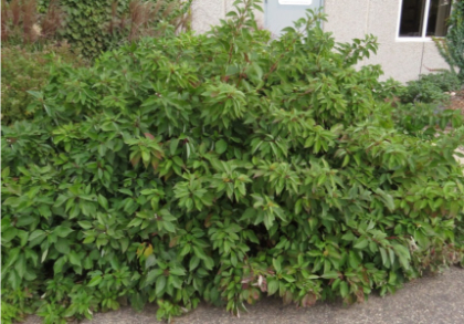 CORNUS SER FIREDANCE #5 FE