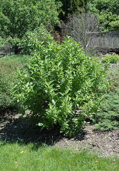 CORNUS SER ARCTIC FIRE #2 PW