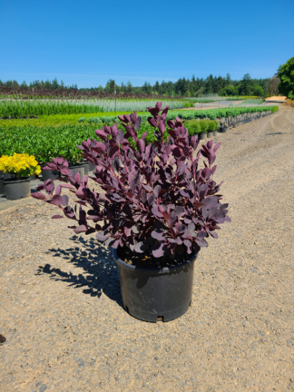 COTINUS COG ROYAL PURPLE #5