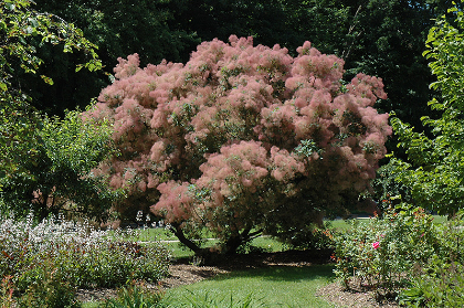 COTINUS COG GRACE SMOKEBUSH #5