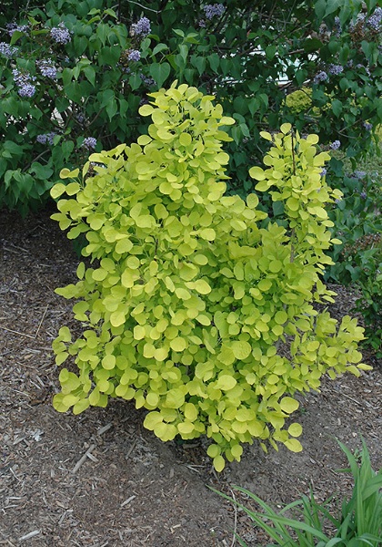 COTINUS COG GOLDEN SPIRIT #3