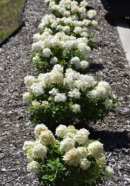 HYDRA PAN TINY QUICK FIRE #2 PW