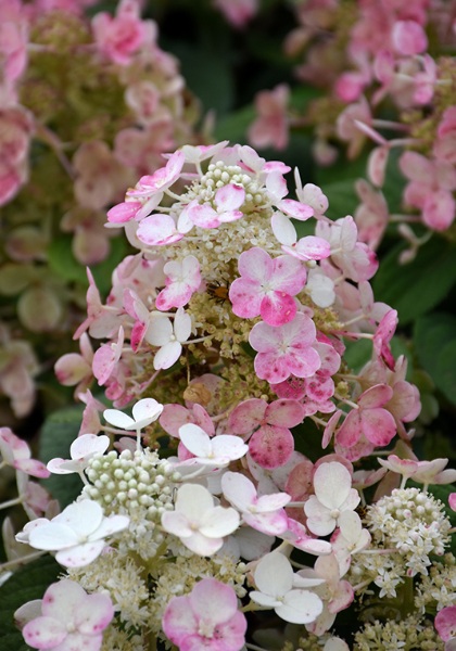 HYDRA PAN TORCH #2 BE 1.30