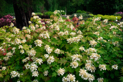 HYDRA QUE TOY SOLDIER #2 BE