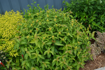 DIERVILLA KODIAK ORANGE #2 PW