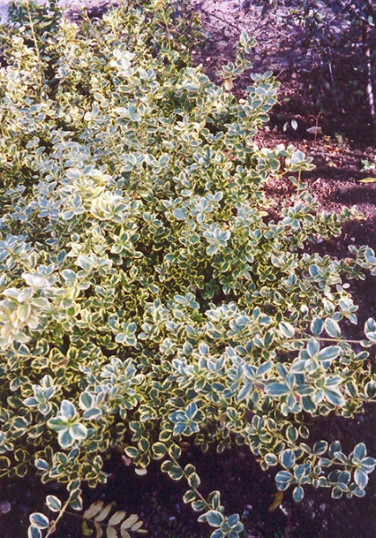 EUONYMUS FOR CANADALE GOLD #2