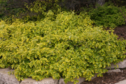 EUONYMUS FOR GOLD SPLASH #2 PW