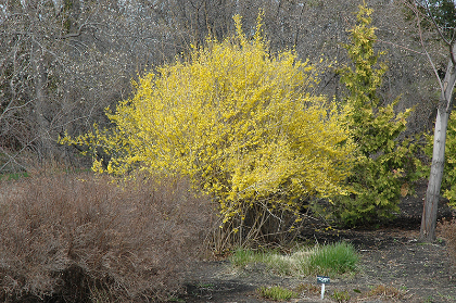 FORSYTHIA NORTHERN GOLD #5