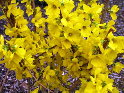 FORSYTHIA SHOW OFF #5 PW STG25