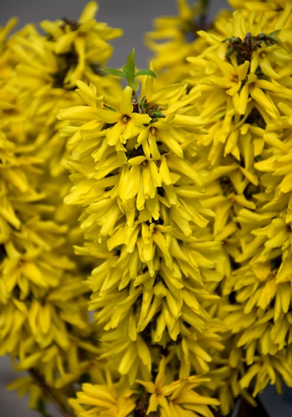 FORSYTHIA SHOW OFF SUGARBABY#2PW