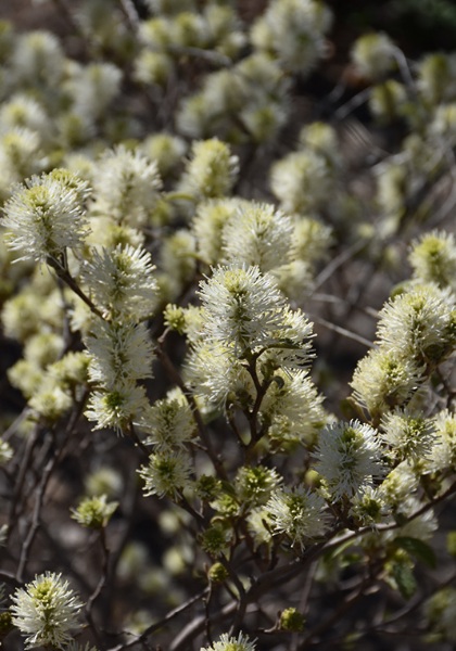 FOTHERGILLA MAJ BLUE SHADOW #3