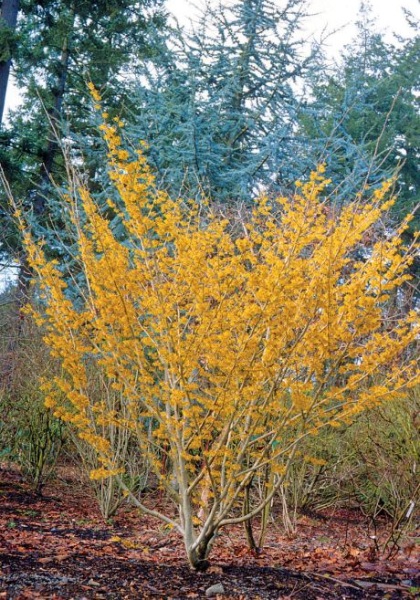 HAMAM VIR WITCHHAZEL #5