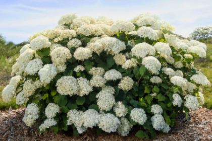 HYDRA ARB FLOWERFULL #2 FE