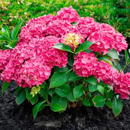 HYDRA MAC DRAMA QUEEN #2 BE