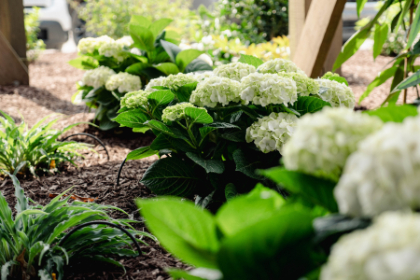 HYDRA MAC GRIN AND TONIC #2 BE