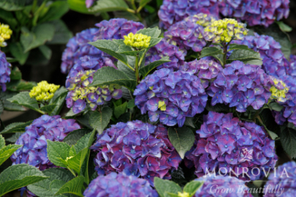 HYDRA MAC SERENADE NEWPORT #2