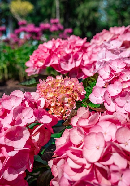 HYDRA MAC SOUL MATE #2 BE