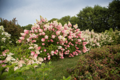 HYDRA PAN BERRY WHITE #5 FE