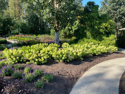 HYDRA PAN DRAGON BABY #2 BE