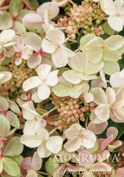 HYDRA PAN EARLY EVOLUTION #2