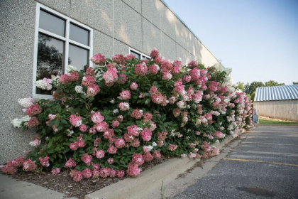 HYDRA PAN VANILLA STRAWBER #5 FE