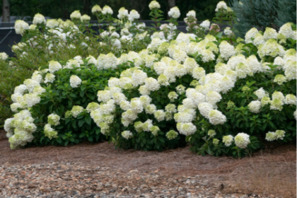 HYDRA PAN LITTLE HOTTIE #2 FE