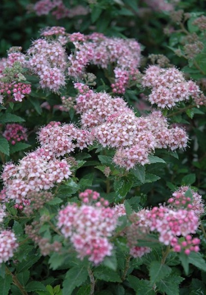 SPIREA JAP DAPHNE #2