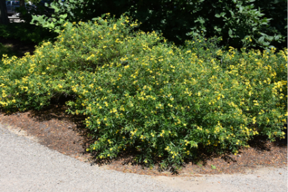 HYPERICUM GEMO #2