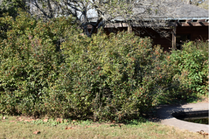 ILEX VER AFTERGLOW WINTERBERR #5