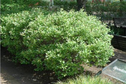 ILEX VER JIM DANDY WINTERBERR #5