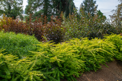 LONIC NIT THUNDERBOLT #2 BE