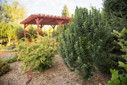 LIGUS VUL UPRIGHT #2