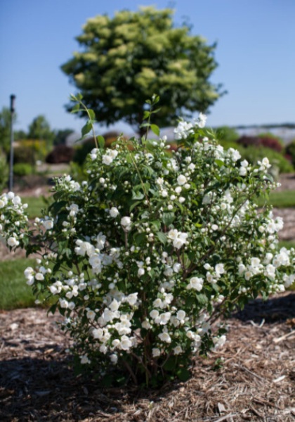 PHILA SNOW WHITE #2 FE