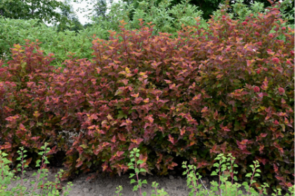 PHYSO OPU AMBER JUBILEE #2 FE