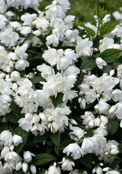 PHILA SAX SNOWBELLE MOCKORANGE#5