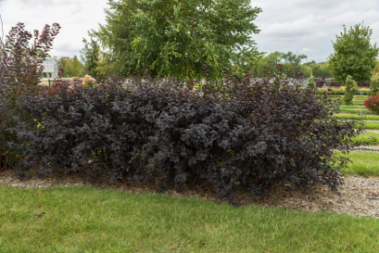 PHYSO OPU FIRESIDE #5 FE