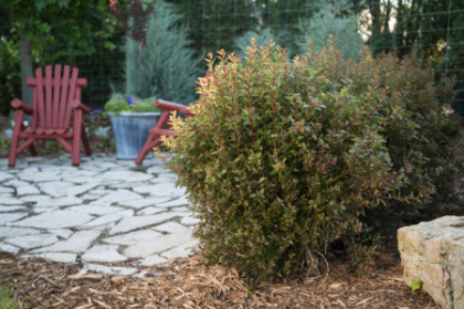 PHYSO OPU LITTLE DEVIL #5 FE