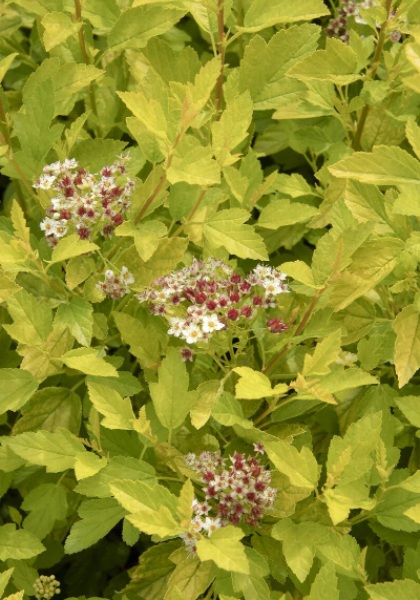 PHYSO OPU RASPBERRY LEMONADE #2