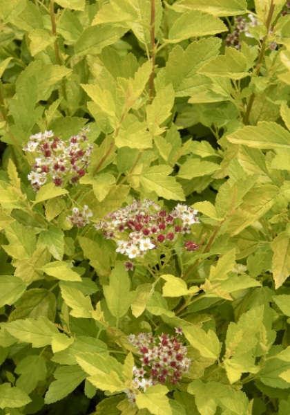 PHYSO OPU RASPBERRY LEMONADE #5