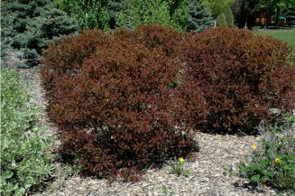 PHYSO OPU SUMMER WINE #5 PW